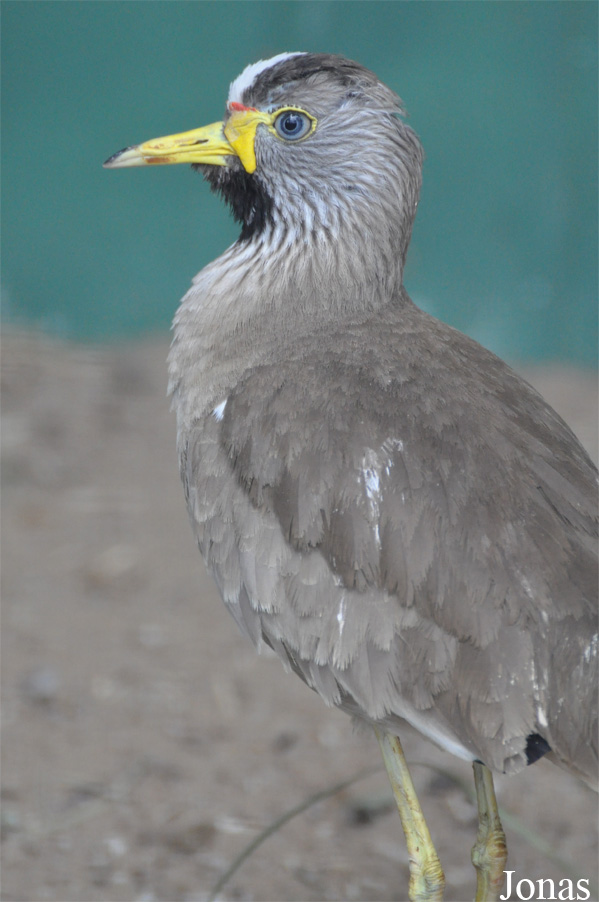 Vogelpark Ruinen