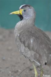 Vogelpark Ruinen