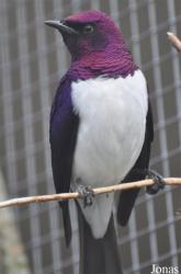 Vogelpark Ruinen