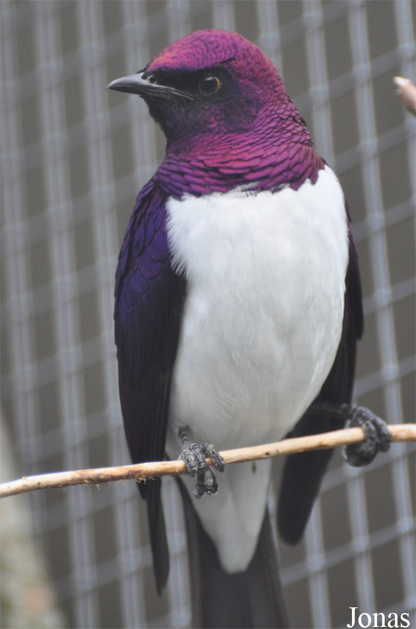 Vogelpark Ruinen