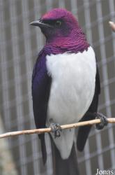 Vogelpark Ruinen