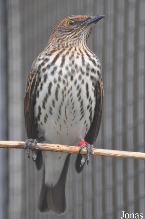Vogelpark Ruinen