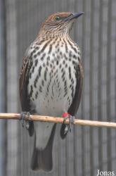 Vogelpark Ruinen