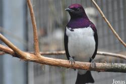 Vogelpark Ruinen
