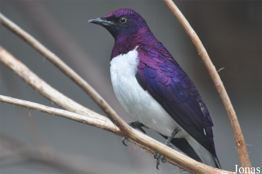 Vogelpark Ruinen