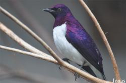 Vogelpark Ruinen