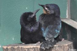 Vogelpark Ruinen