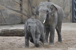 Zoo Köln