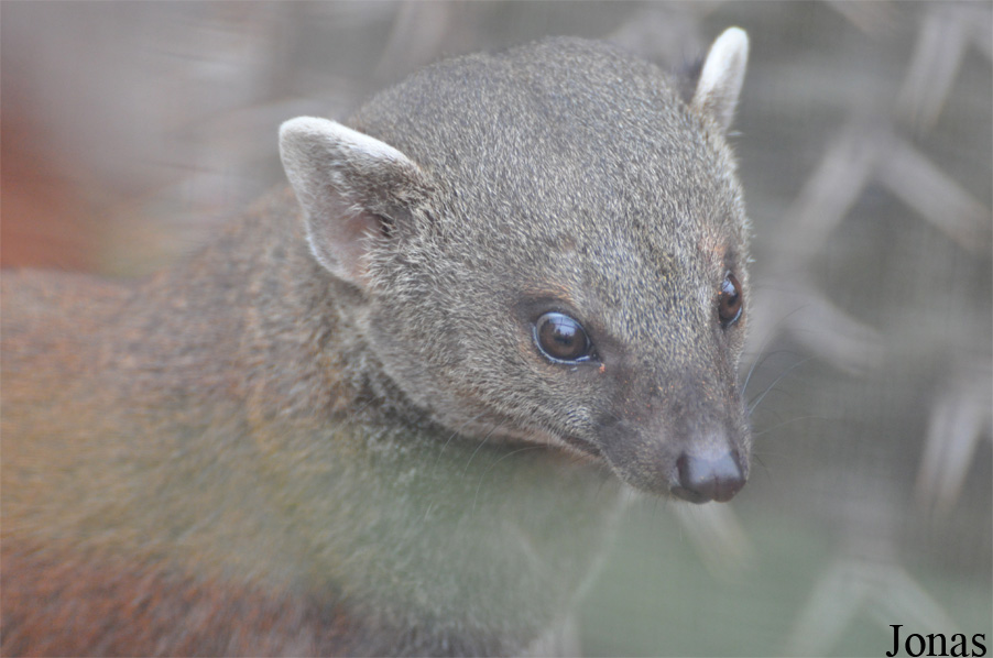 Zoo Köln