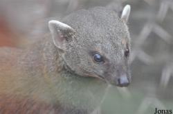 Zoo Köln