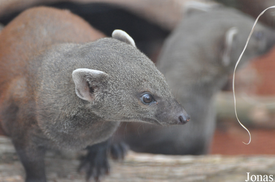 Zoo Köln
