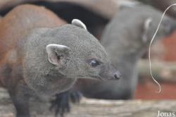 Zoo Köln