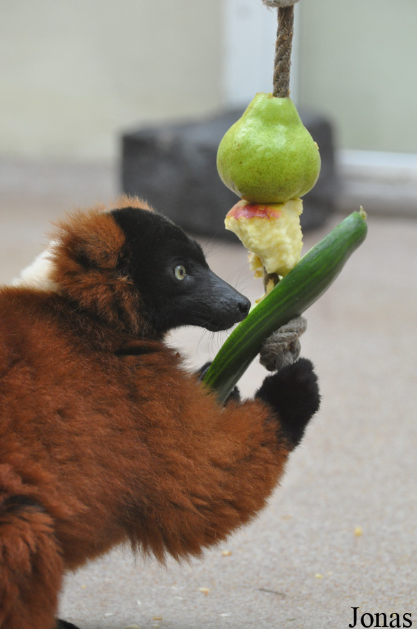 Zoo Köln
