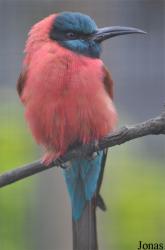 Zoo Köln