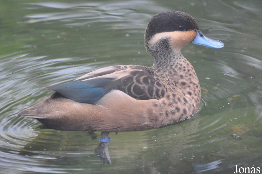 Zoo Köln