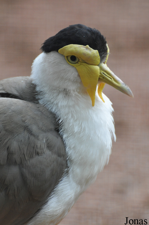 Zoo Köln