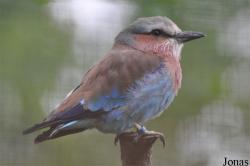 Coracias caudatus
