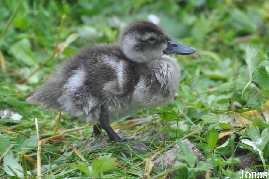 Zoo Köln