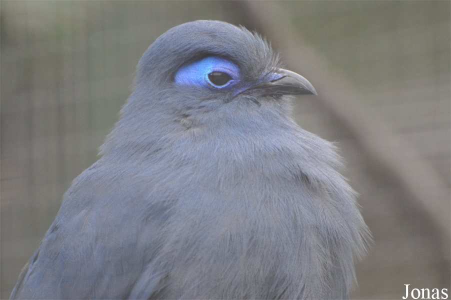 Zoo Köln