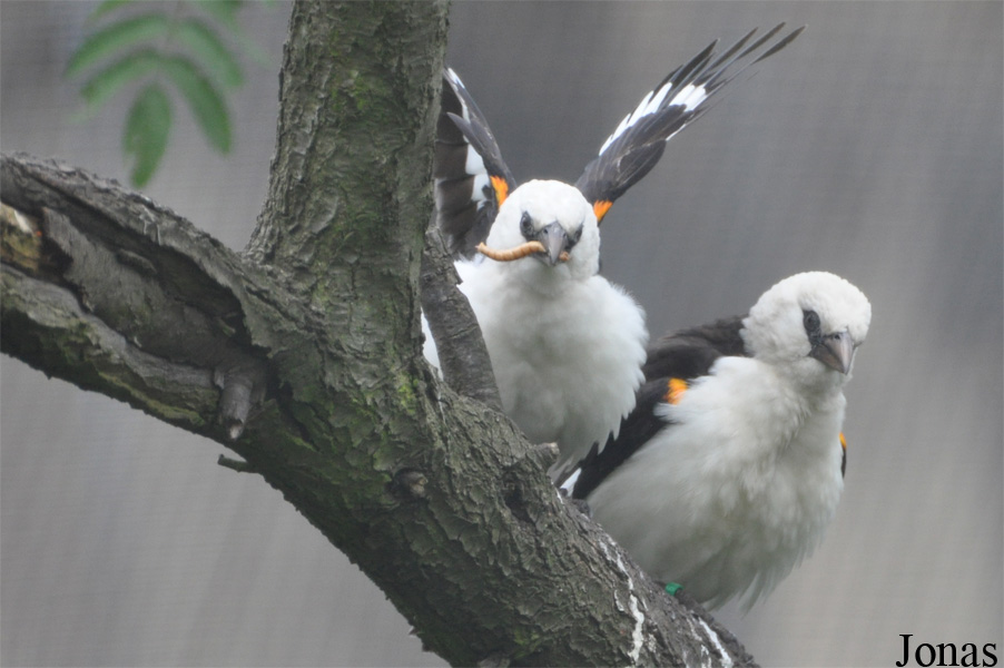 Zoo Köln