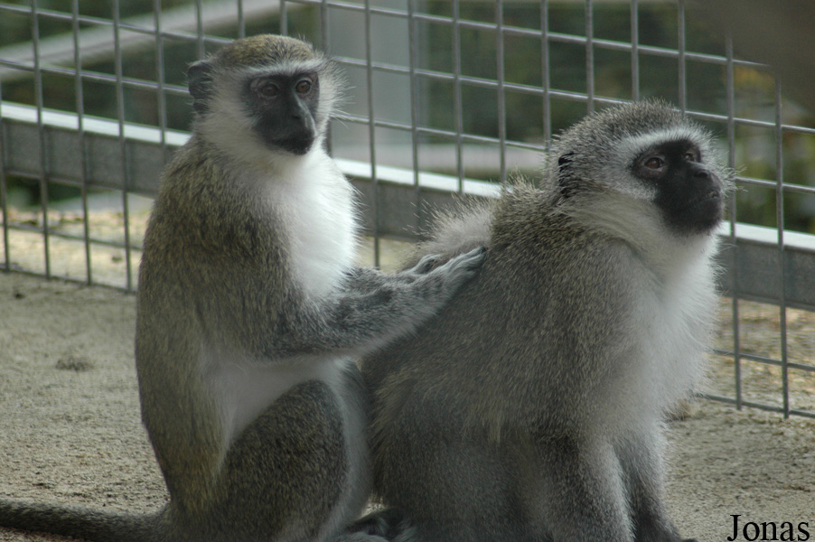 Zoo de Sevilla