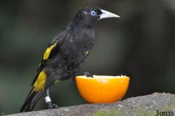 Cacicus cela