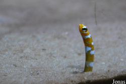 Congridae