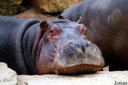 Zoo d'Amnéville