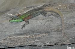 Zoo Köln