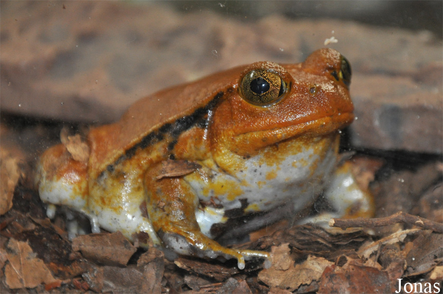 Zoo Köln