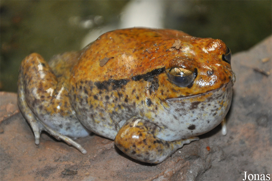 Zoo Köln