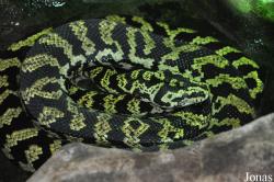 Zoo Köln