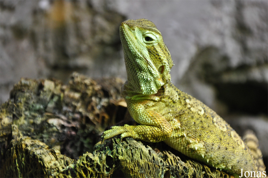 Zoo Köln