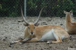 Zoo de Sevilla