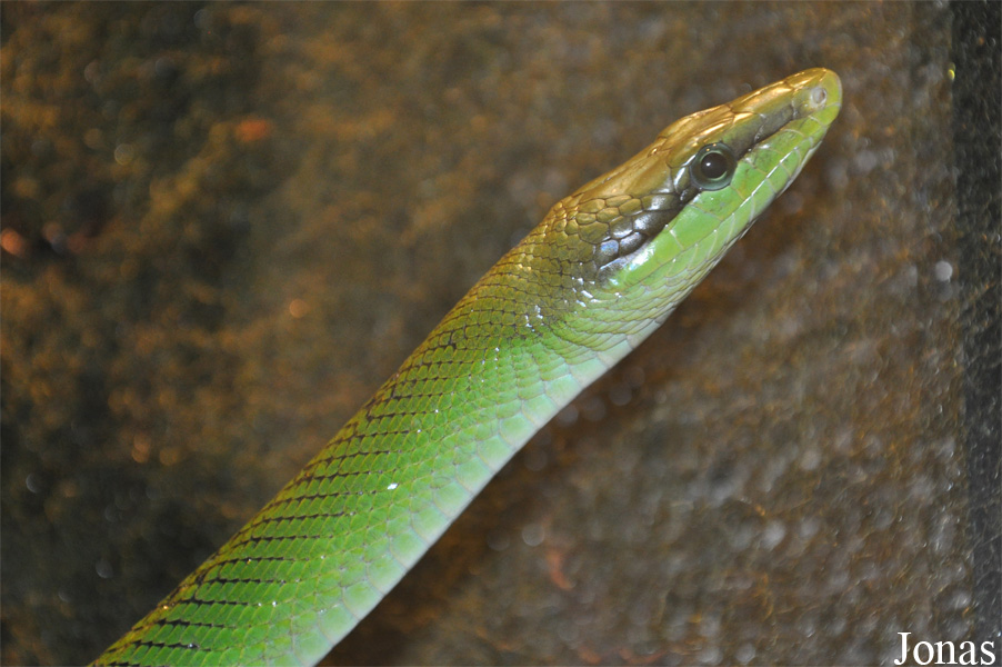 Zoo Köln