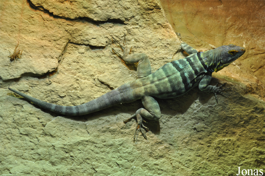 Zoo Köln