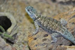 Sceloporus jarrovi