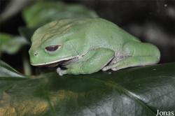 Zoo Köln