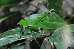 Ancylecha fenestrata