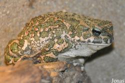 Bufotes viridis