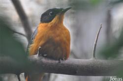 Vogelpark Avifauna