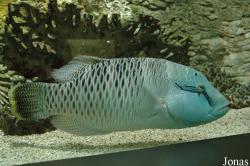 Zee Aquarium Bergen aan Zee