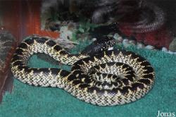 Lampropeltis getula