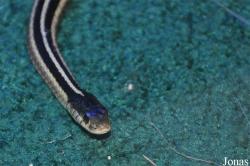 Thamnophis sp.
