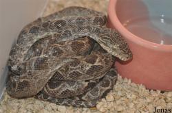 Reptiles World