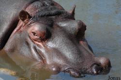 Hippopotamus amphibius