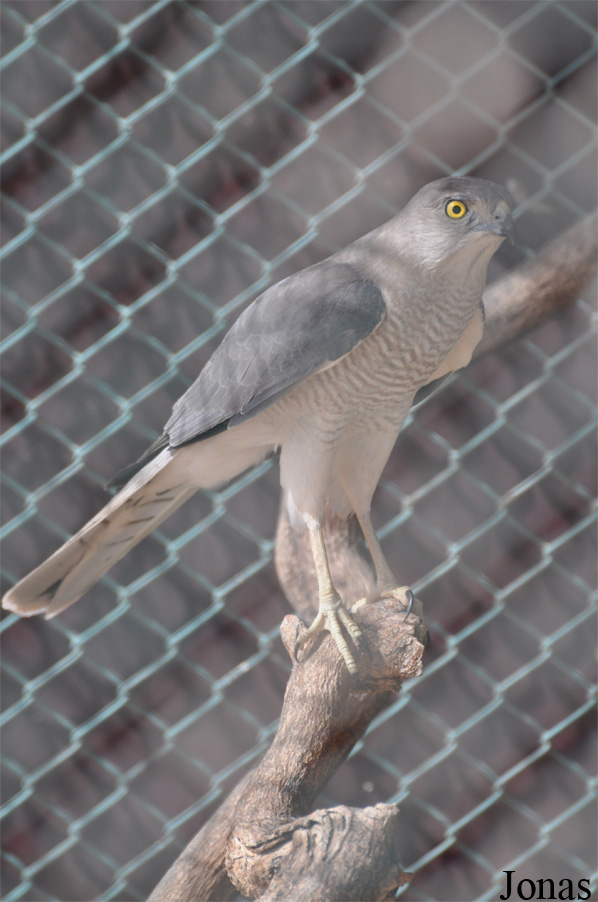 Dubai Desert Conservation Reserve