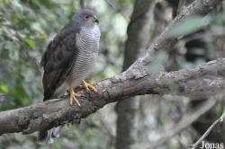 Accipiter badius