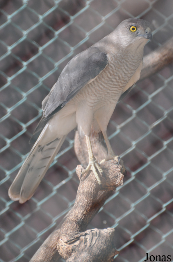 Dubai Desert Conservation Reserve