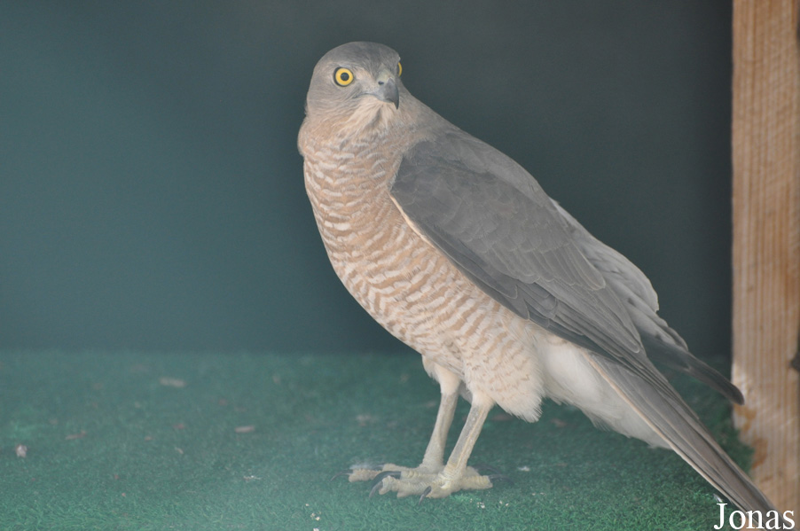 Dubai Desert Conservation Reserve